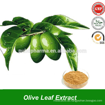 Olivenblatt Extrakt in Bulk Pulver mit Hydroxytyrosol &amp; Oleuropein Pulver aus Olive